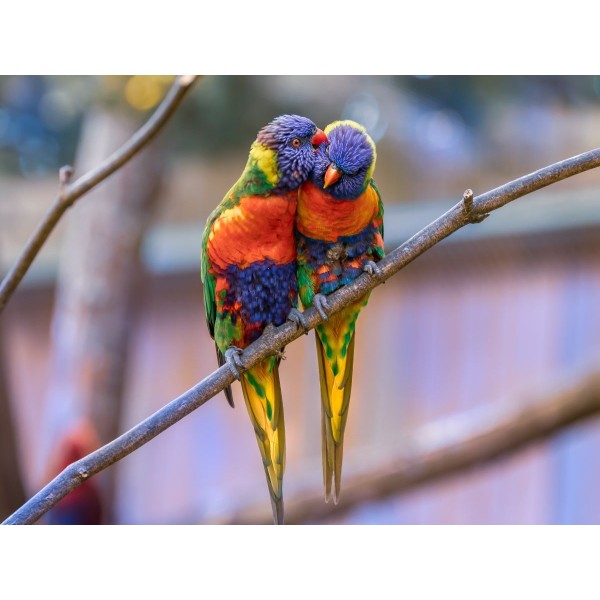 Pappagallo 5d Diy Kit Diamond Painting Pittura Di Diamante NO3531