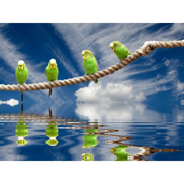 Pappagallo 5d Diy Kit Diamond Painting Pittura Di Diamante NO3527