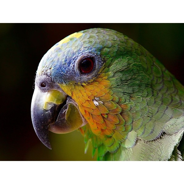 Pappagallo 5d Diy Kit Diamond Painting Pittura Di Diamante NO3526