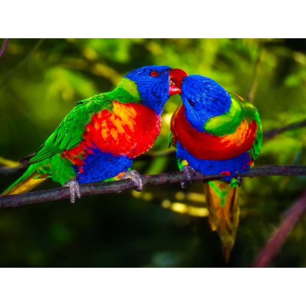 Pappagallo 5d Diy Kit Diamond Painting Pittura Di Diamante NO3525