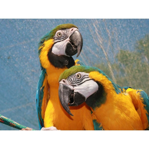 Pappagallo 5d Diy Kit Diamond Painting Pittura Di Diamante NO3524