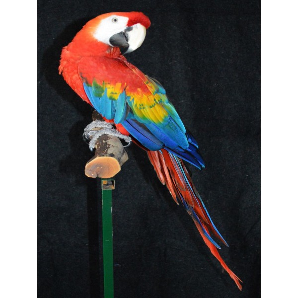 Pappagallo 5d Diy Kit Diamond Painting Pittura Di Diamante NO3517