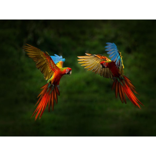 Pappagallo 5d Diy Kit Diamond Painting Pittura Di Diamante NO3516