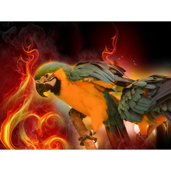 Pappagallo 5d Diy Kit Diamond Painting Pittura Di Diamante NO3514