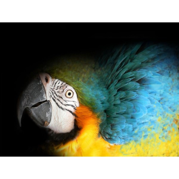 Pappagallo 5d Diy Kit Diamond Painting Pittura Di Diamante NO3511