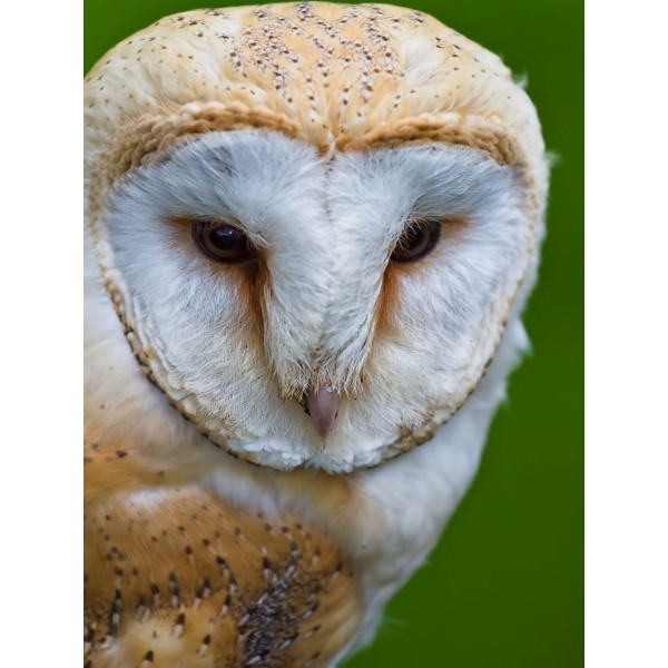 Gufo 5d Diy Kit Diamond Painting Pittura Di Diamante NO3476