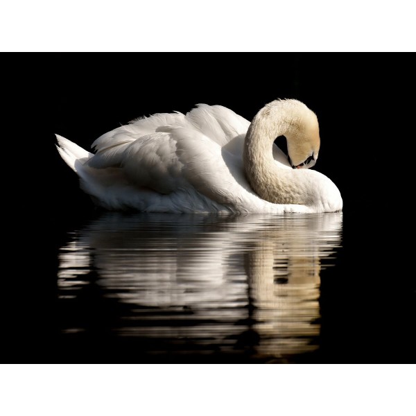 Cigno 5d Diy Kit Diamond Painting Pittura Di Diamante NO3469