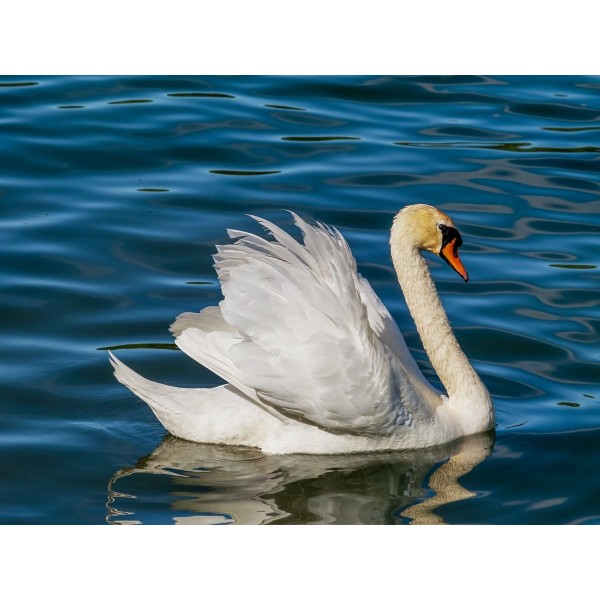 Cigno 5d Diy Kit Diamond Painting Pittura Di Diamante NO3470