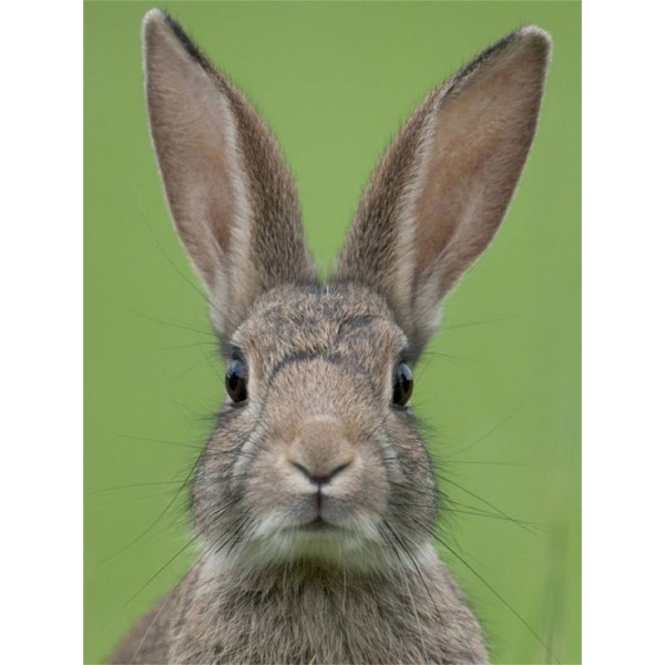 Coniglio 5d Diy Kit Diamond Painting Pittura Di Diamante NO3462