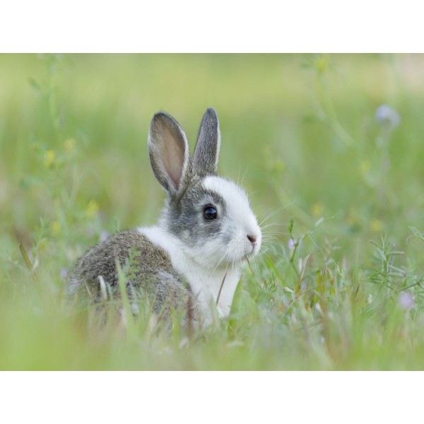 Coniglio 5d Diy Kit Diamond Painting Pittura Di Diamante NO3461