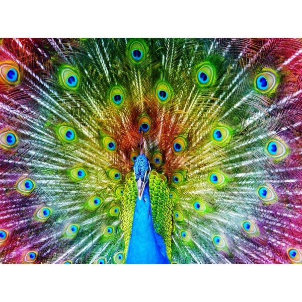 Pavone 5d Diy Kit Diamond Painting Pittura Di Diamante NO3447