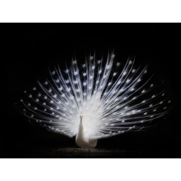 Pavone 5d Diy Kit Diamond Painting Pittura Di Diamante NO3446