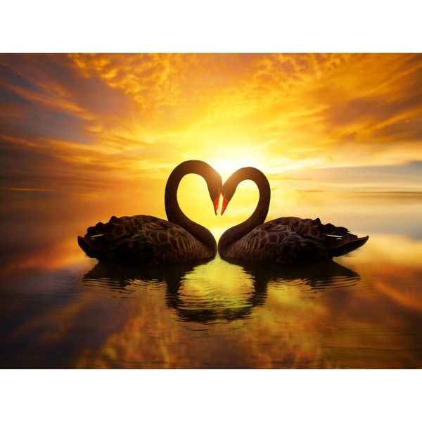 Cigno 5d Diy Kit Diamond Painting Pittura Di Diamante NO3440