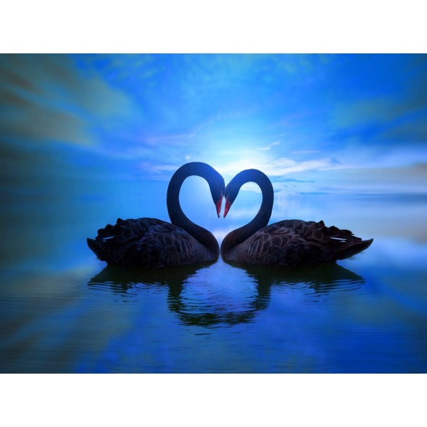 Cigno 5d Diy Kit Diamond Painting Pittura Di Diamante NO3439