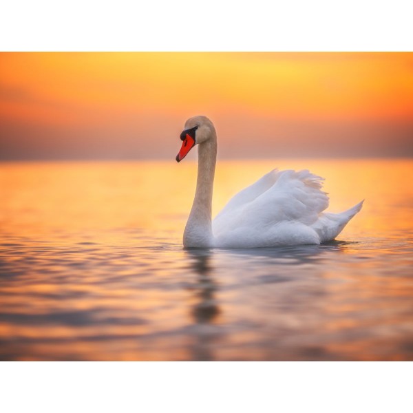 Cigno 5d Diy Kit Diamond Painting Pittura Di Diamante NO3437