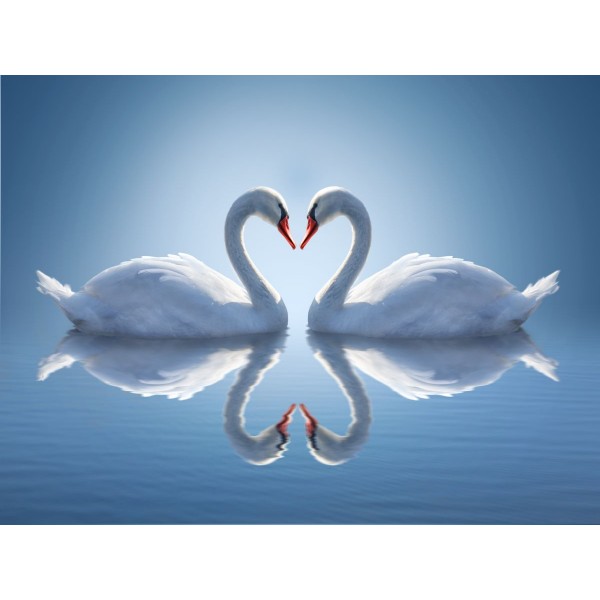 Cigno 5d Diy Kit Diamond Painting Pittura Di Diamante NO3425