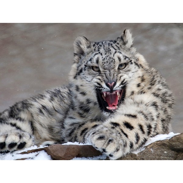 Leopardo 5d Diy Kit Diamond Painting Pittura Di Diamante NO3413