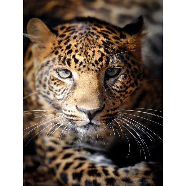 Leopardo 5d Diy Kit Diamond Painting Pittura Di Diamante NO3409