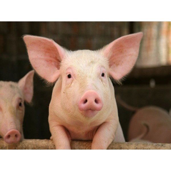 Maiale 5d Diy Kit Diamond Painting Pittura Di Diamante NO3404