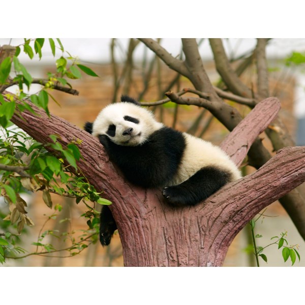 Panda 5d Diy Kit Diamond Painting Pittura Di Diamante NO3399