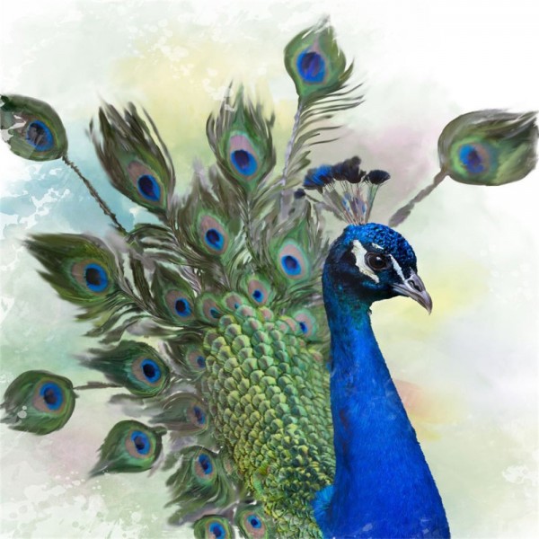 Pavone 5d Diy Kit Diamond Painting Pittura Di Diamante NO3391