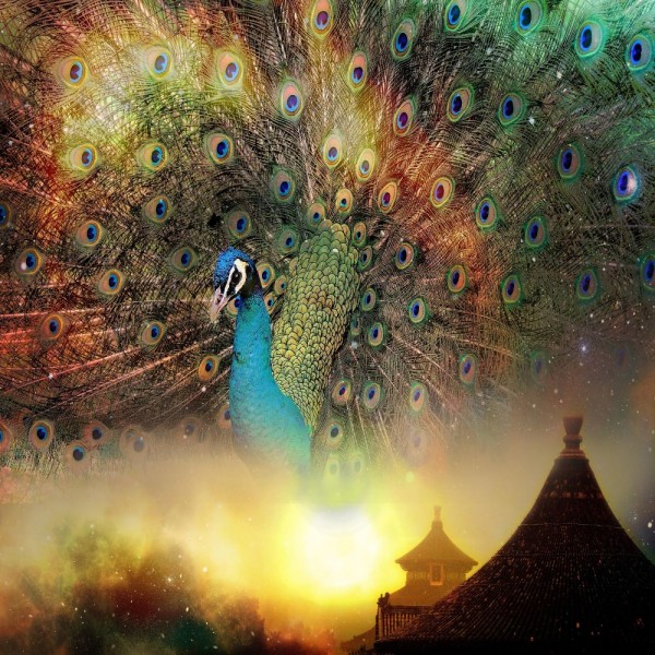 Pavone 5d Diy Kit Diamond Painting Pittura Di Diamante NO3379