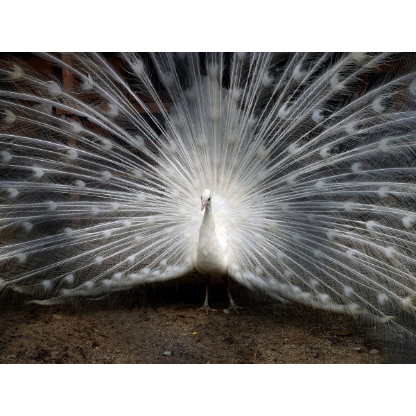 Pavone 5d Diy Kit Diamond Painting Pittura Di Diamante NO3378