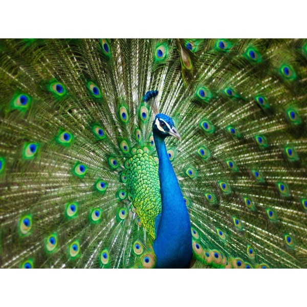 Pavone 5d Diy Kit Diamond Painting Pittura Di Diamante NO3377