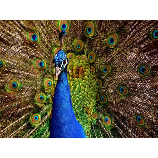 Pavone 5d Diy Kit Diamond Painting Pittura Di Diamante NO3376