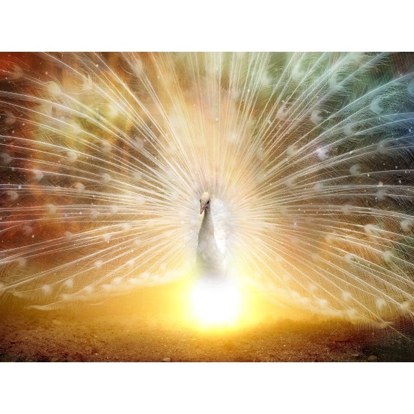 Pavone 5d Diy Kit Diamond Painting Pittura Di Diamante NO3375