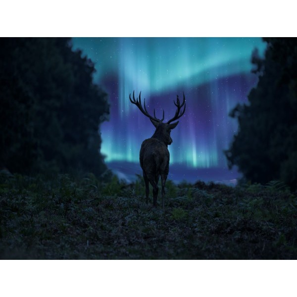 Cervo 5d Diy Kit Diamond Painting Pittura Di Diamante NO2920