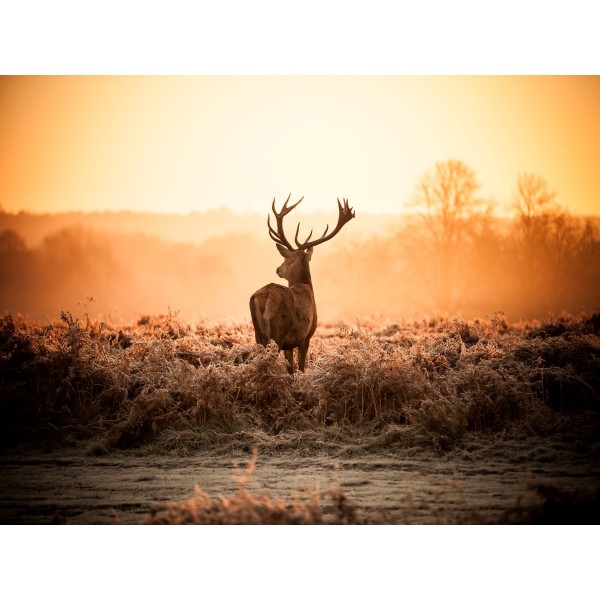 Cervo 5d Diy Kit Diamond Painting Pittura Di Diamante NO2919