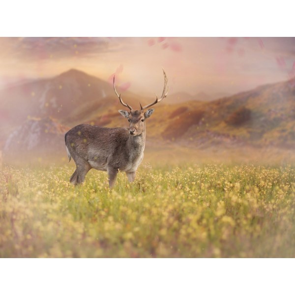 Cervo 5d Diy Kit Diamond Painting Pittura Di Diamante NO2915