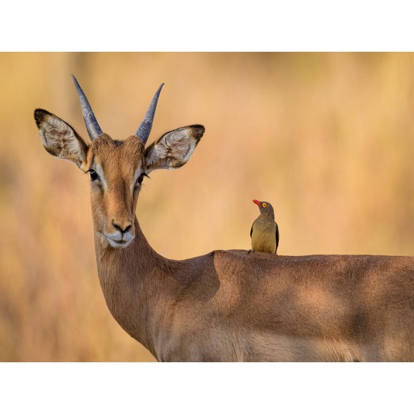 Cervo 5d Diy Kit Diamond Painting Pittura Di Diamante NO2914