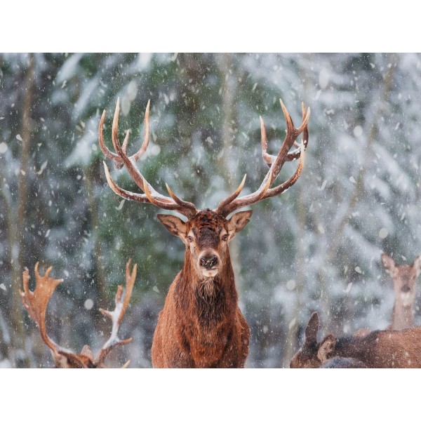 Cervo 5d Diy Kit Diamond Painting Pittura Di Diamante NO2912