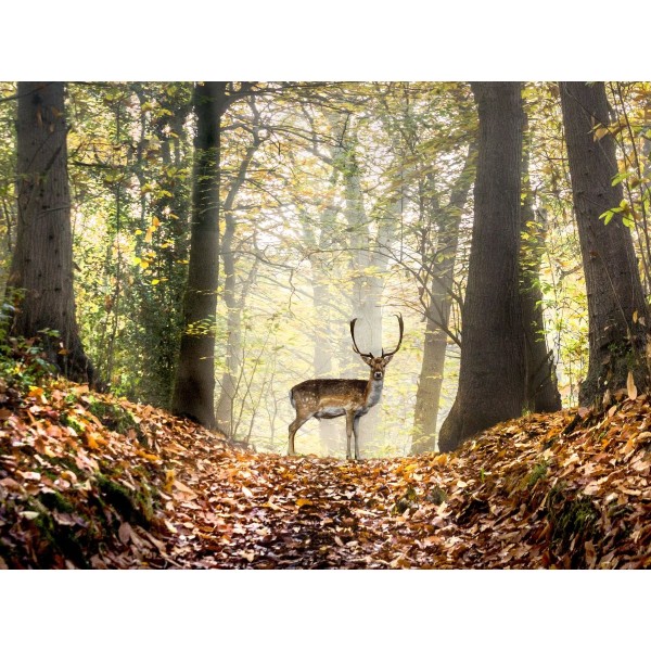 Cervo 5d Diy Kit Diamond Painting Pittura Di Diamante NO2911