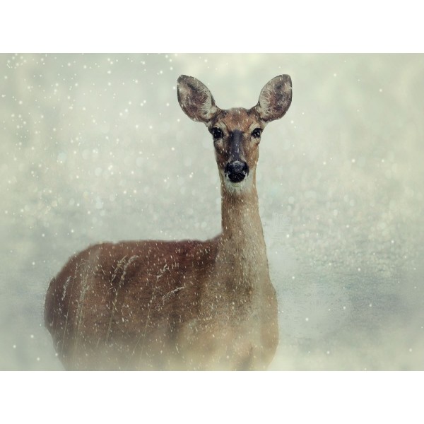 Cervo 5d Diy Kit Diamond Painting Pittura Di Diamante NO2905