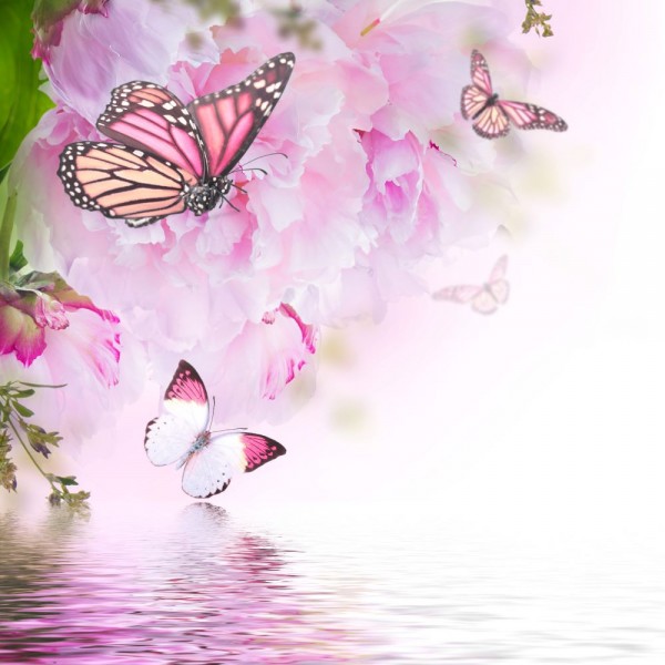 Farfalla 5d Diy Kit Diamond Painting Pittura Di Diamante NO2753