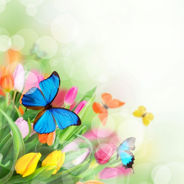 Farfalla 5d Diy Kit Diamond Painting Pittura Di Diamante NO2748