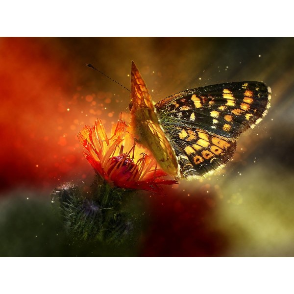 Farfalla 5d Diy Kit Diamond Painting Pittura Di Diamante NO2742