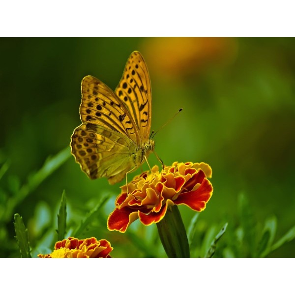 Farfalla 5d Diy Kit Diamond Painting Pittura Di Diamante NO2738