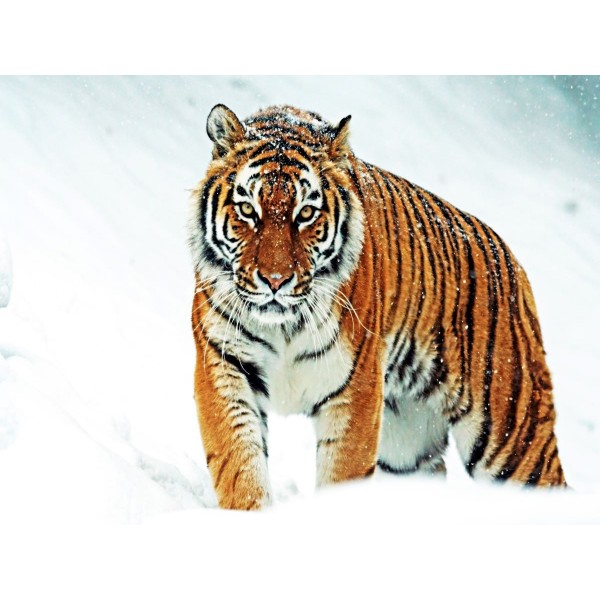 Tigre 5d Diy Kit Diamond Painting Pittura Di Diamante NO2702