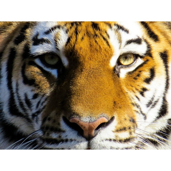 Tigre 5d Diy Kit Diamond Painting Pittura Di Diamante NO2694