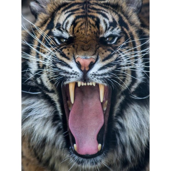 Tigre 5d Diy Kit Diamond Painting Pittura Di Diamante NO2692