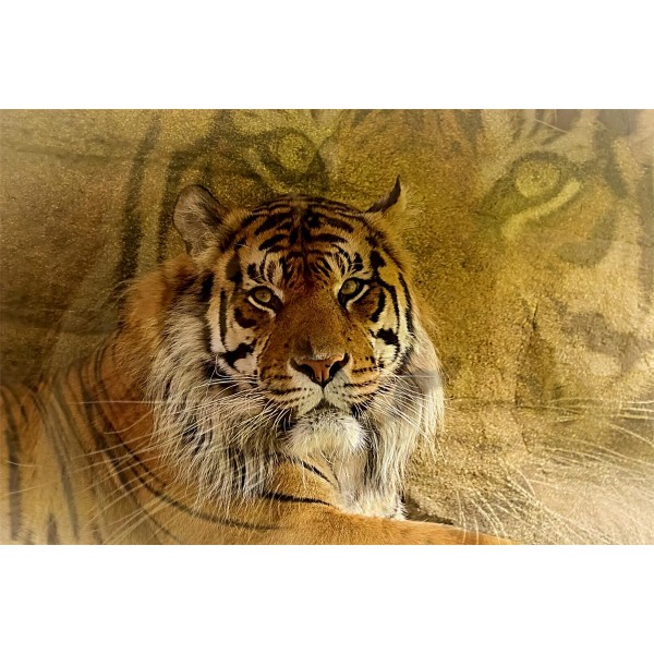 Tigre 5d Diy Kit Diamond Painting Pittura Di Diamante NO2639