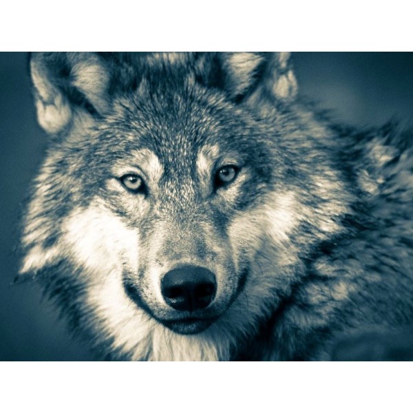 Lupo 5d Diy Kit Diamond Painting Pittura Di Diamante NO2608