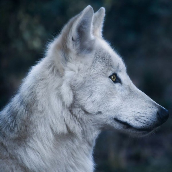 Lupo 5d Diy Kit Diamond Painting Pittura Di Diamante NO2606