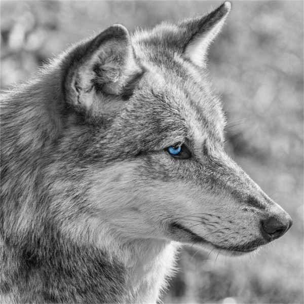 Lupo 5d Diy Kit Diamond Painting Pittura Di Diamante NO2595