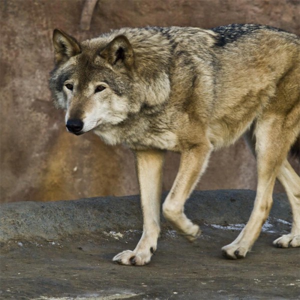 Lupo 5d Diy Kit Diamond Painting Pittura Di Diamante NO2589