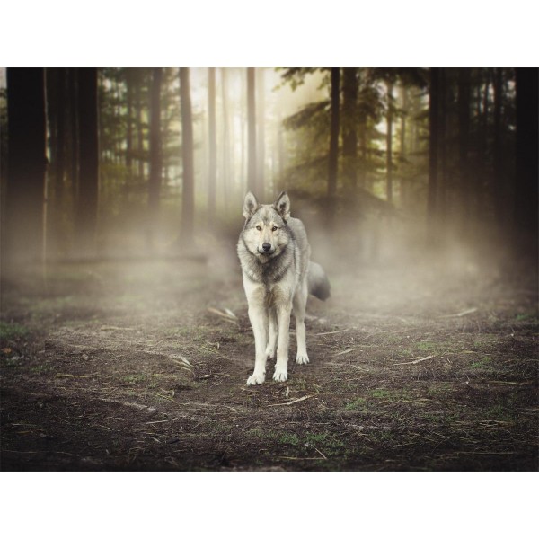 Lupo 5d Diy Kit Diamond Painting Pittura Di Diamante NO2587